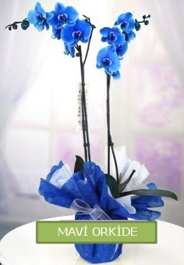 2 dall mavi orkide  Hediye iek iek yolla , iek gnder , ieki  