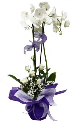 2 dall beyaz orkide 5 adet beyaz gl  Hediye iek gvenli kaliteli hzl iek 
