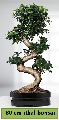 80 cm zel saksda bonsai bitkisi  Hediye iek hediye sevgilime hediye iek 