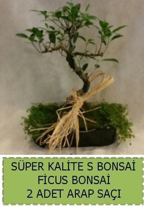 Ficus S Bonsai ve arap sa  Hediye iek hediye sevgilime hediye iek 